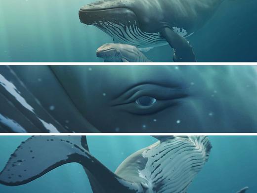 座头鲸 | 写实CG生物 附动画测试