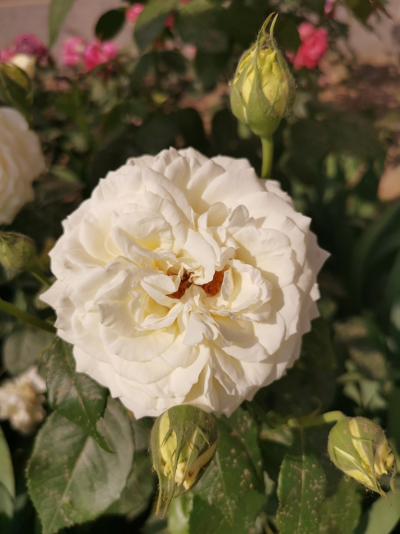 摄影花卉（图ZMjA2ODMxNDg4） - 风光摄影 - 站酷设计师知县原创素材 - 站酷ZCOOL