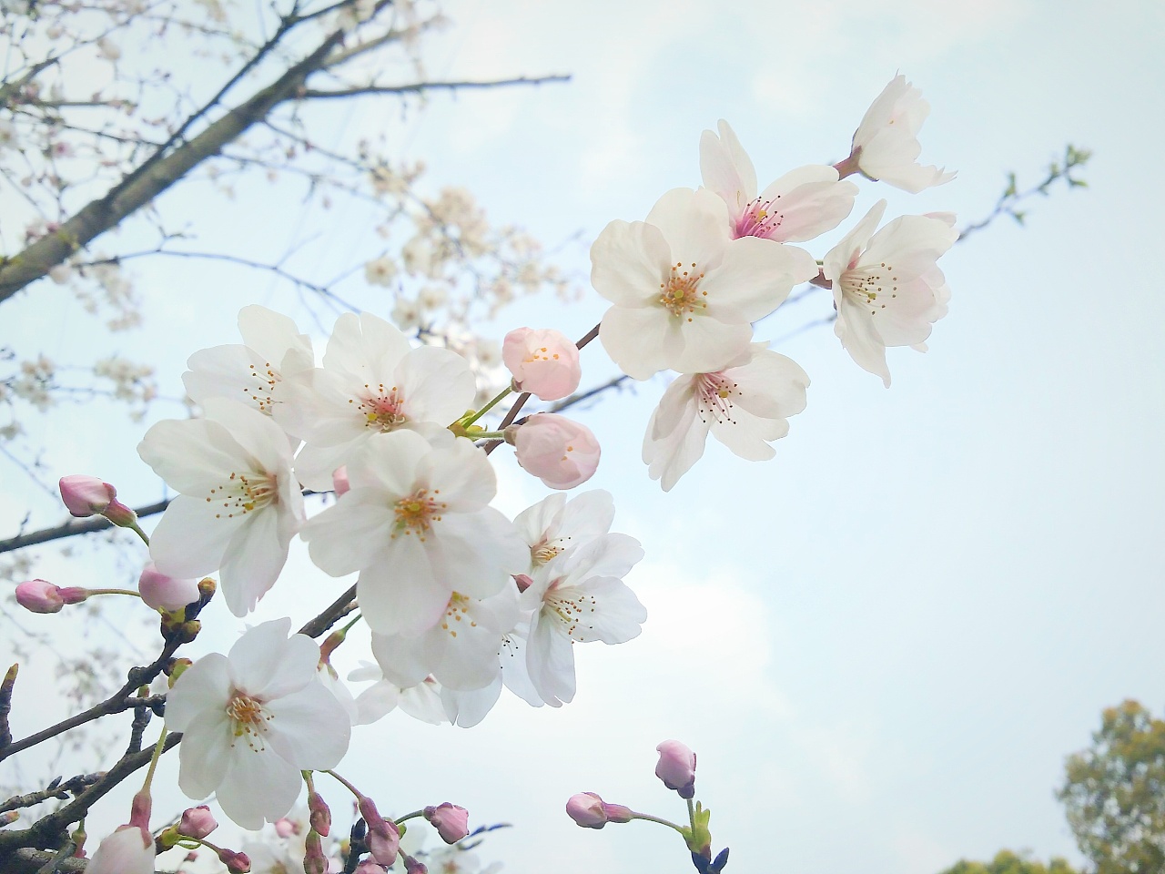 春天三月樱花枝头盛开|摄影|风光摄影|cxizx - 原创作品 - 站酷 (ZCOOL)