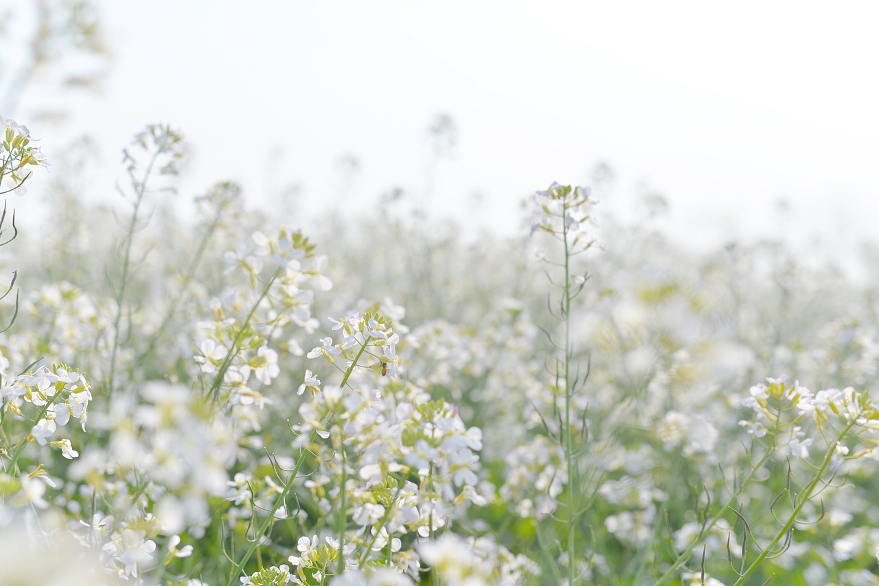 白色油菜花