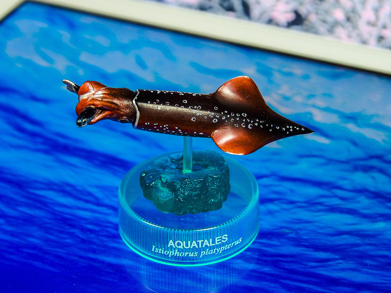 剑尖枪乌贼 Swordtip squid Loligo edulis
分布于日本海南部、东海以及澳大利亚海岸。比较一般的作品,亮点是捕食状态,小鱼倒是不错,还张着嘴。一直不知道这款作品应该朝哪个方向,最后选择头朝前,足在后的姿势,鱿鱼头的光泽,啧啧。