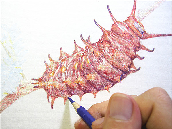 纸上彩铅--《凤蝶幼虫》过程随录（图ZMTM1NTczMjA=） - 绘画 - 站酷设计师超超的青葱原创素材 - 站酷ZCOOL
