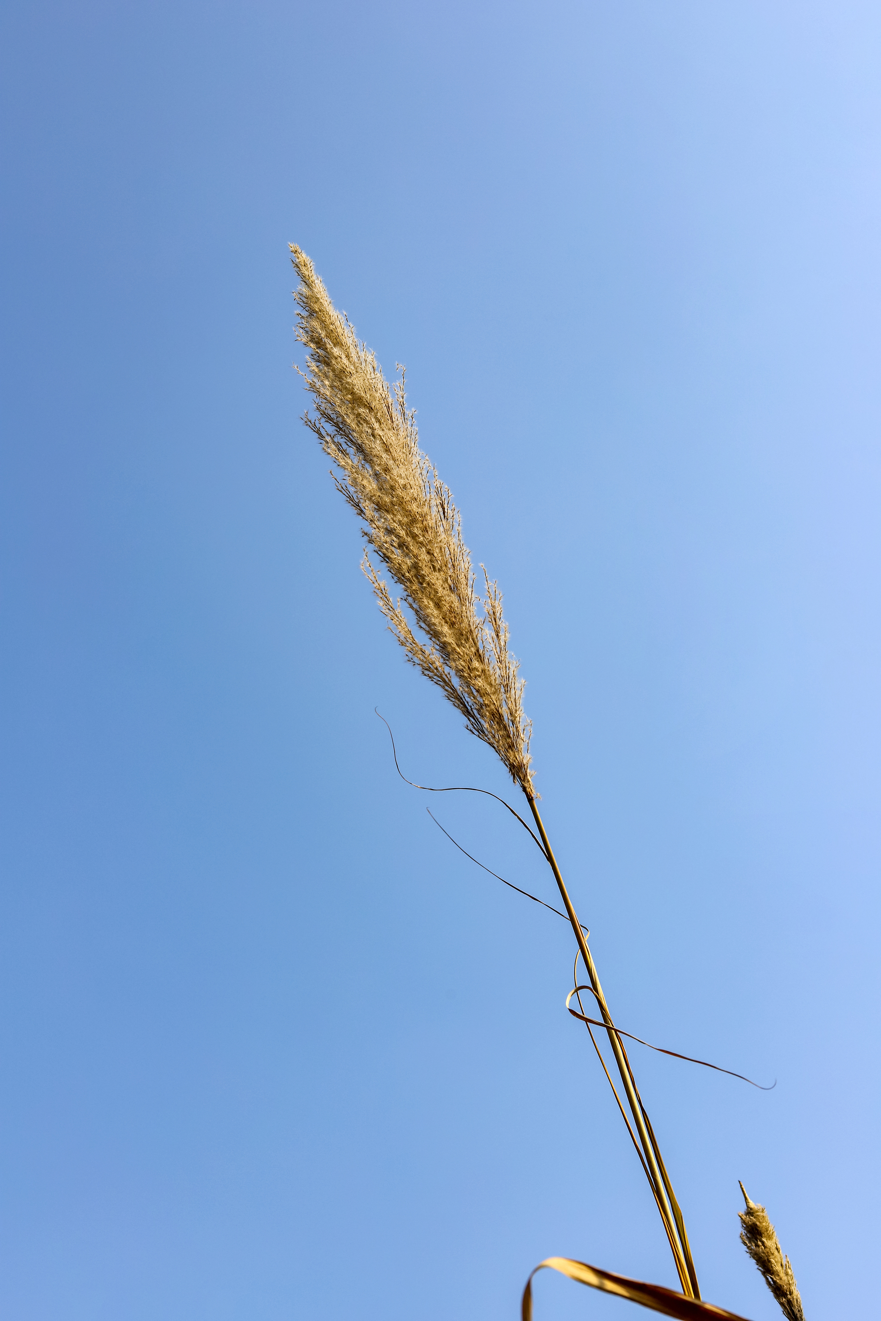 芦苇|摄影|产品摄影|言有信 - 原创作品 - 站酷 (zcool)