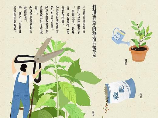 一个植物科普插画