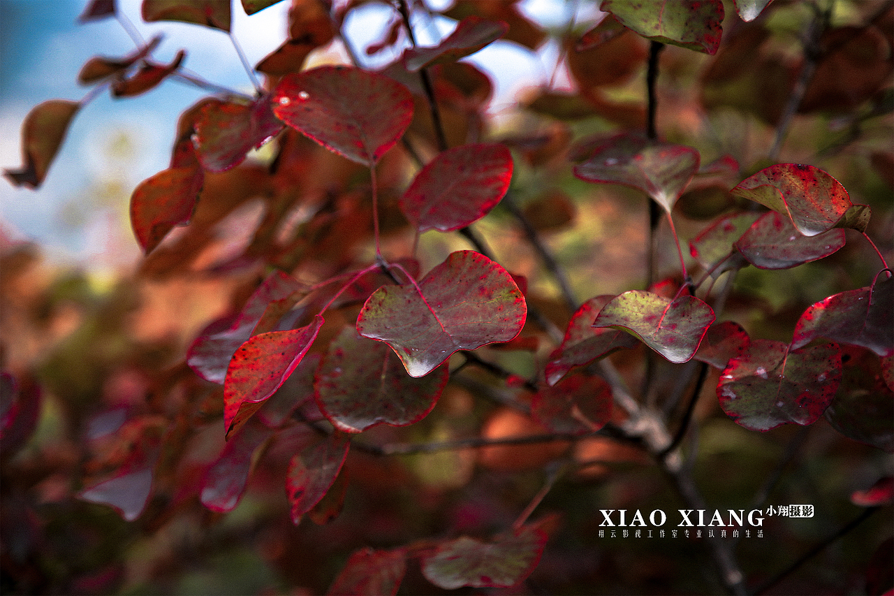 蔡节红叶（图ZOTM5OTM4MzY=） - 风光摄影 - 站酷设计师lixiangpeng1122原创素材 - 站酷ZCOOL