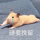 lrfc屿的头像