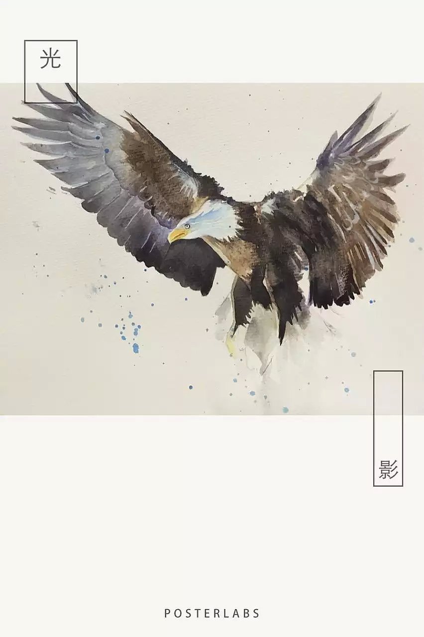 水彩《鹰》