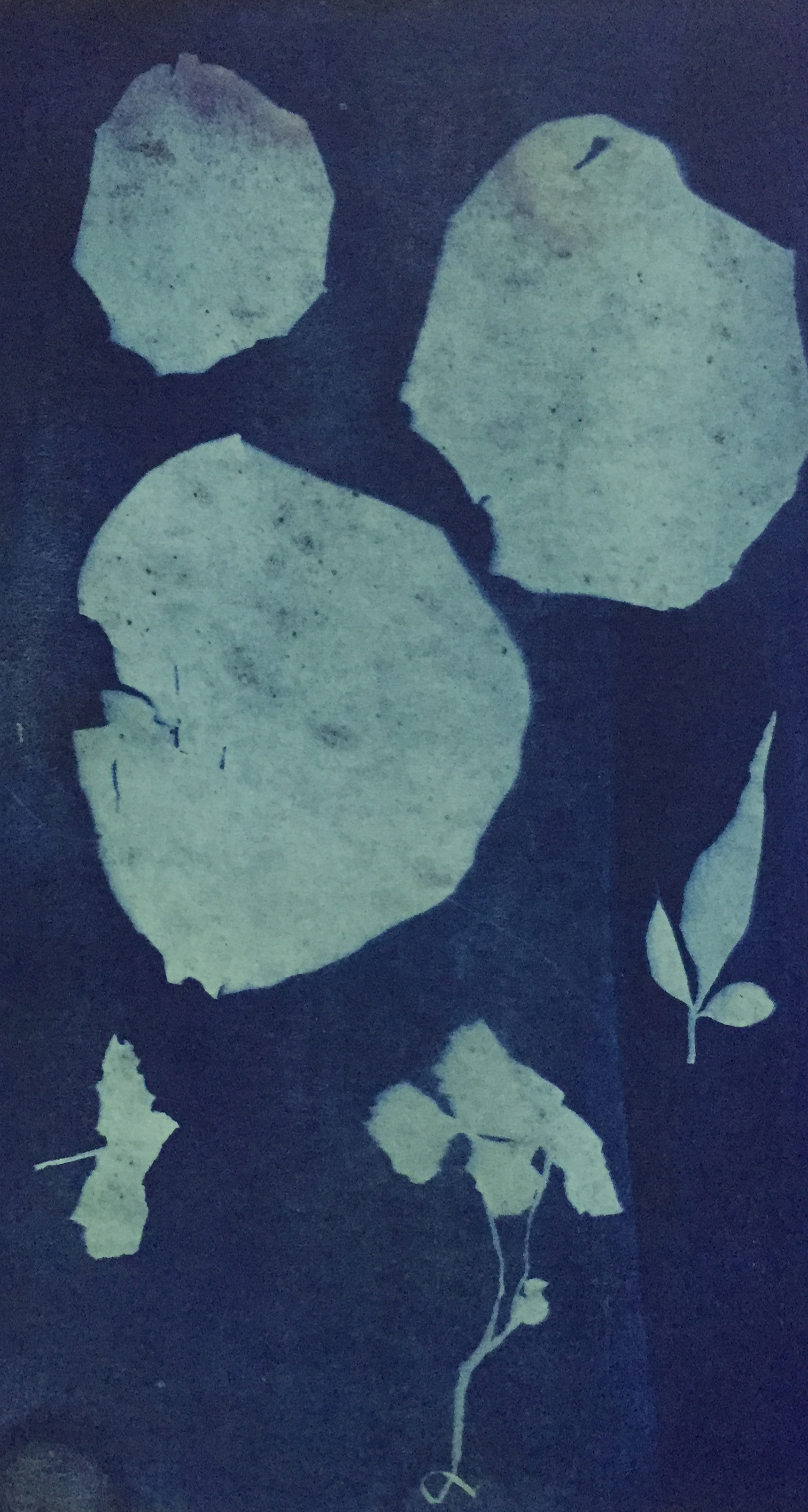 cyanotype 蓝晒