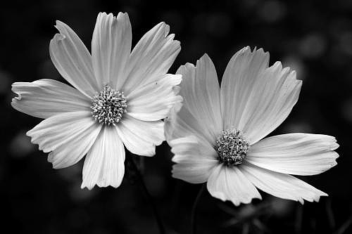 黑白背景和花变成秋英花