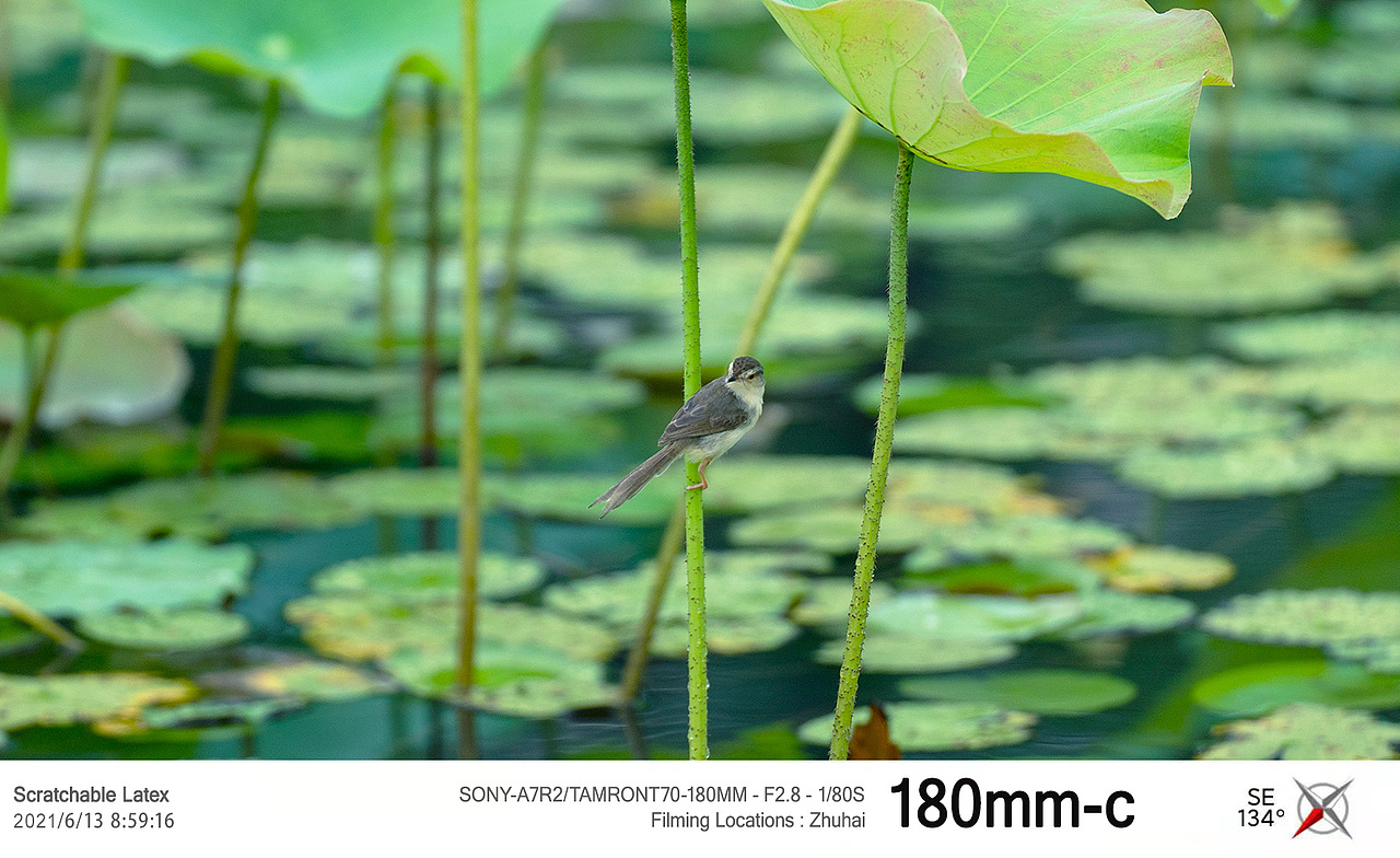 雨中荷2021.6.13（图ZMjU5Njc3MTI4） - 风光摄影 - 站酷设计师拿铁生椰原创素材 - 站酷ZCOOL