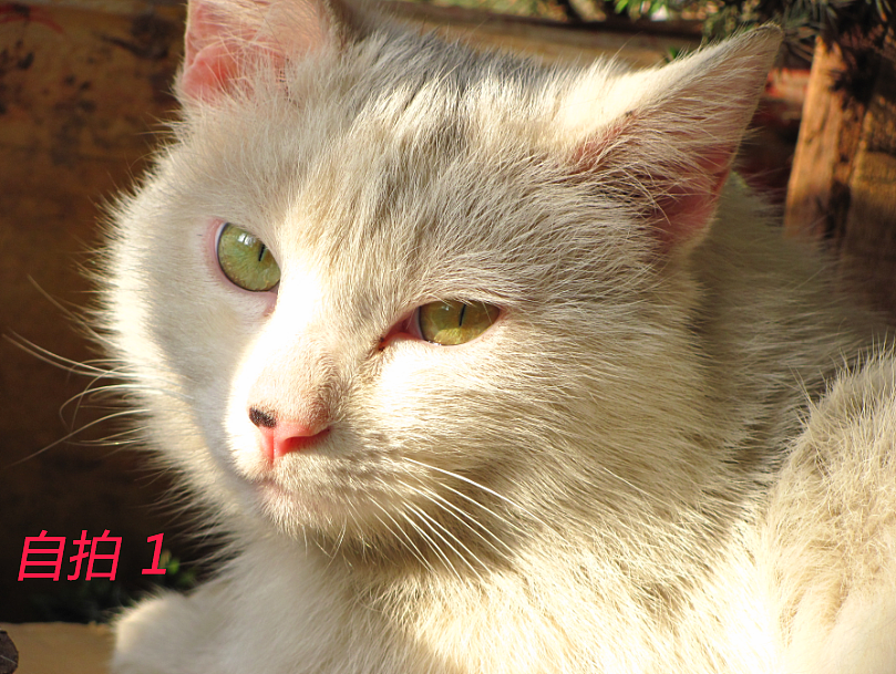 我结交了一群新朋友（图ZMjc2MjE1NzY=） - 文案/策划 - 站酷设计师画师x如也原创素材 - 站酷ZCOOL