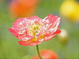 今天的花？畫