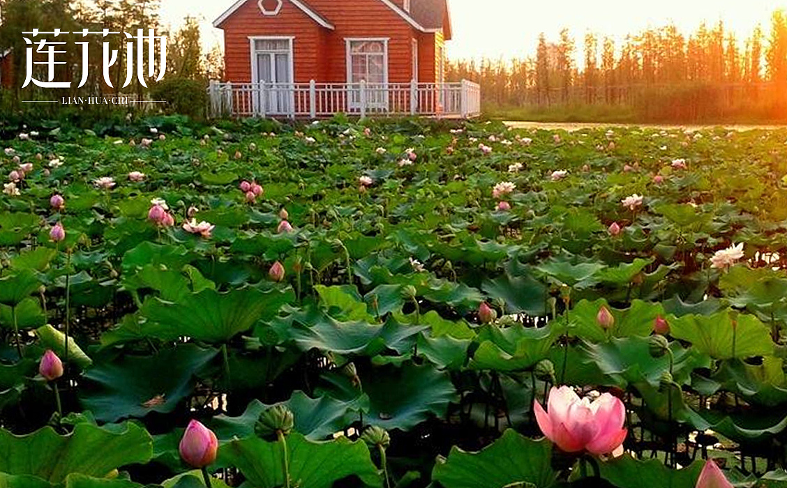 【陌小成】莲花池字体丨logo设计丨字体创意logo