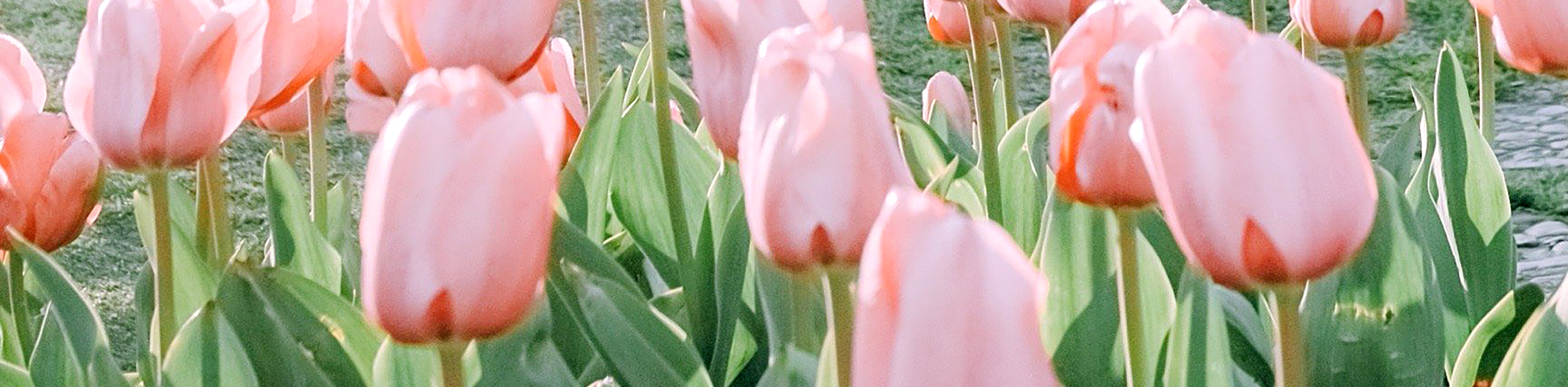 奇妙戴的个人主页（封面预览） - 主页封面设置 - 站酷设计师奇妙戴原创素材 - 站酷ZCOOL