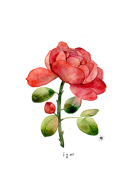《植物物语》一组花草水彩手绘插画