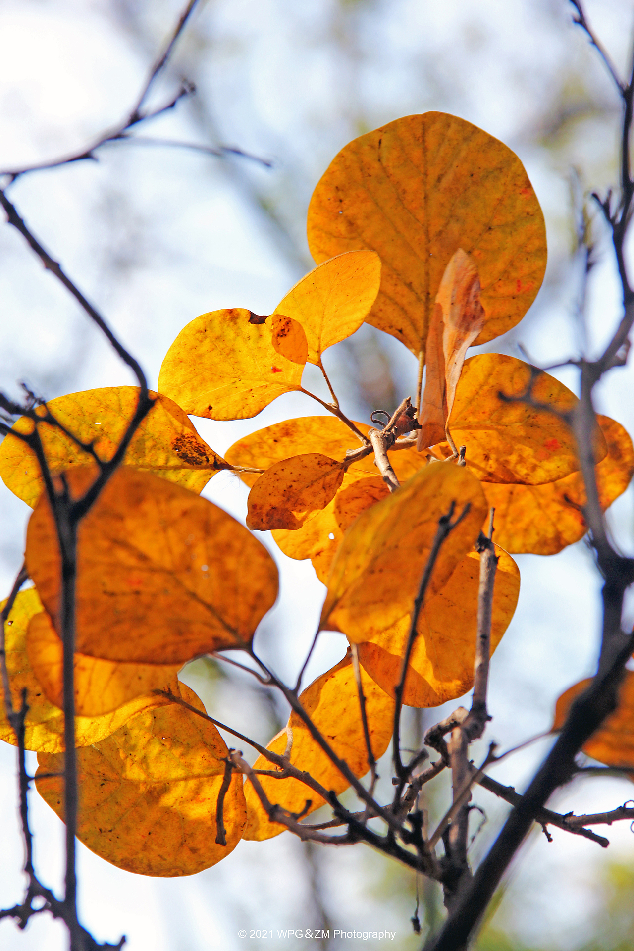 《 一叶知秋 》