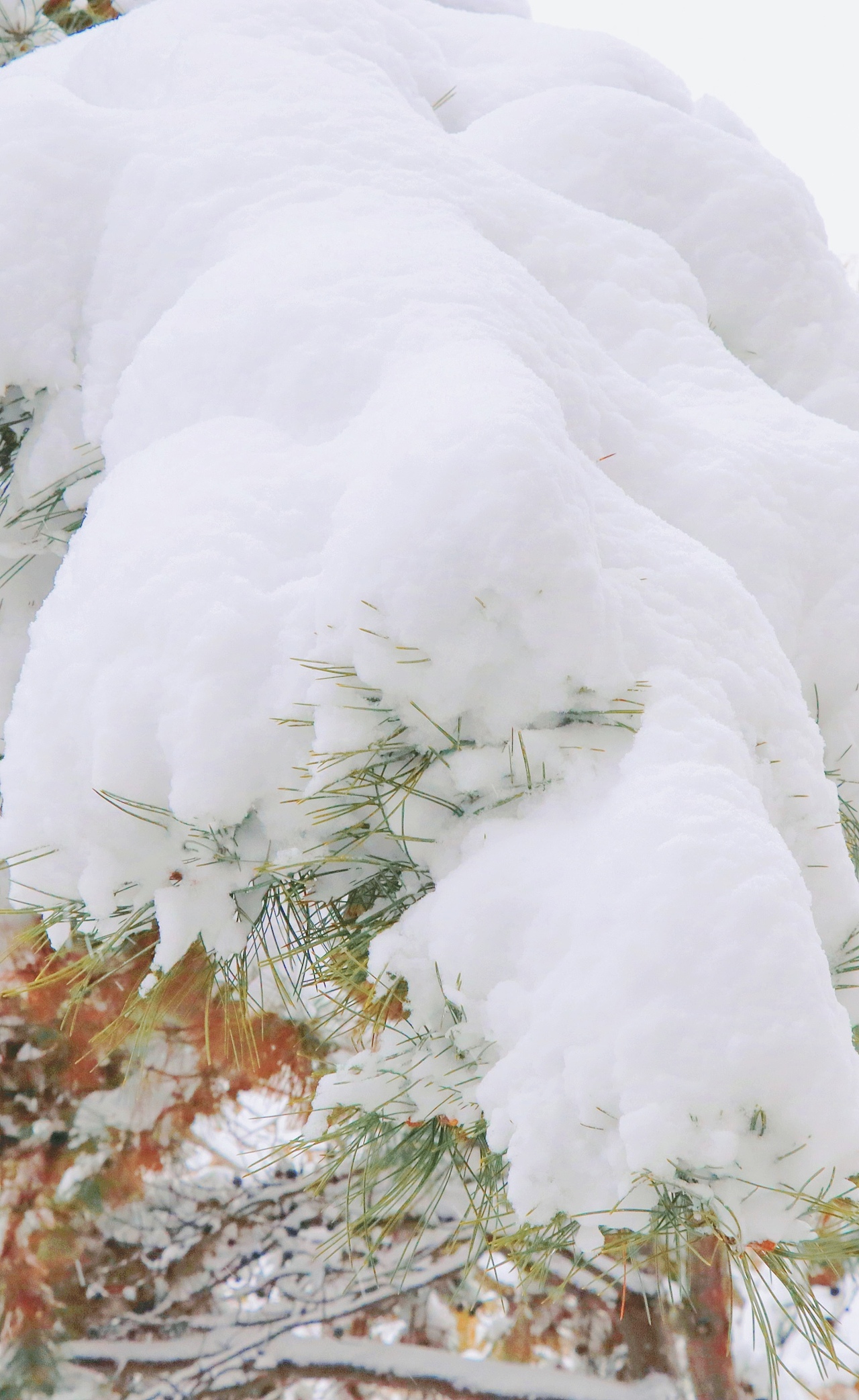 东北的第一场雪，好大。（图ZMjc3NDc2ODY4） - 风光摄影 - 站酷设计师赵彦夫原创素材 - 站酷ZCOOL