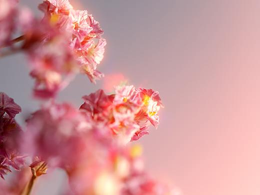 干花