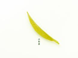 茶叶