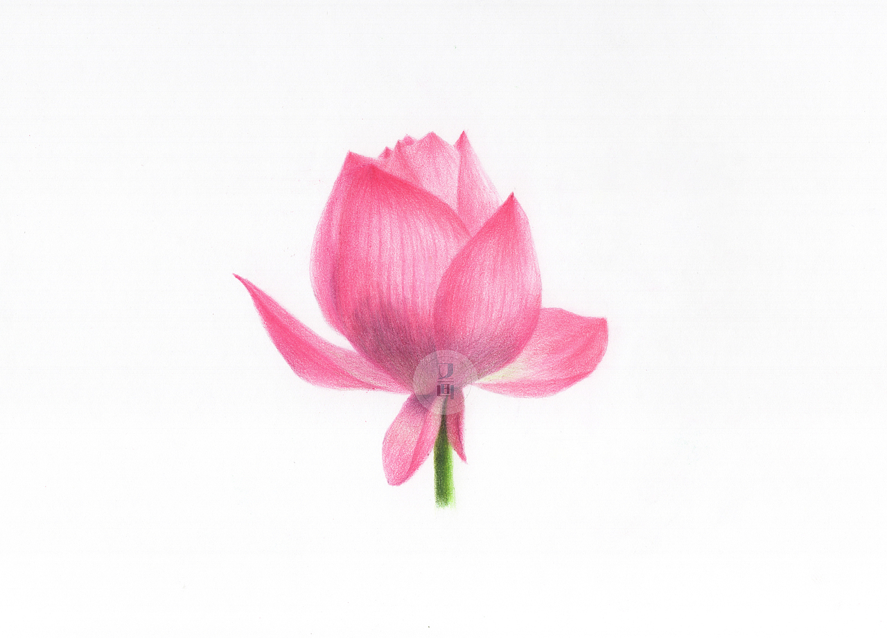 彩铅画|2022|公益课|花卉、水果、风景、人物、动物（图ZMzEyNTgyMTY0） - 绘画 - 站酷设计师又画原创素材 - 站酷ZCOOL