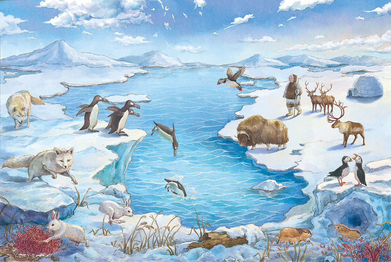 这里是北极!(科普绘本)