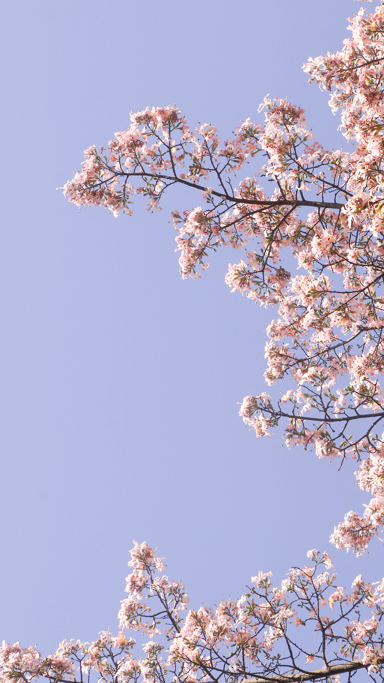 异木棉花开（图ZMzM3OTg2NzQ4） - 风光摄影 - 站酷设计师林二三_原创素材 - 站酷ZCOOL