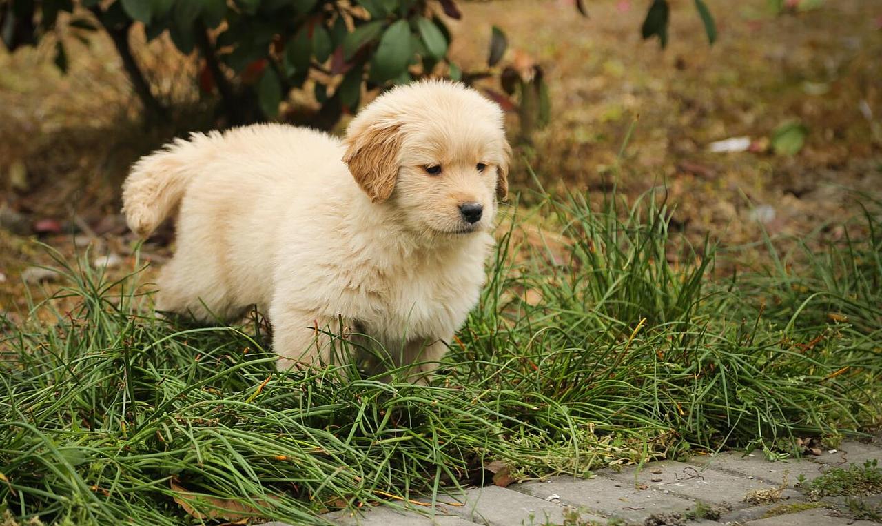 我的宠物们（图ZODA2OTcyODQ=） - 宠物摄影 - 站酷设计师大郭2497原创素材 - 站酷ZCOOL