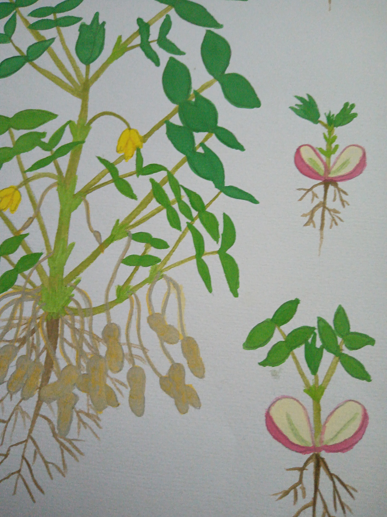 植物生长（花生）（图ZMjU5ODU5OTg4） - 创作习作 - 站酷设计师深海珍珠原创素材 - 站酷ZCOOL