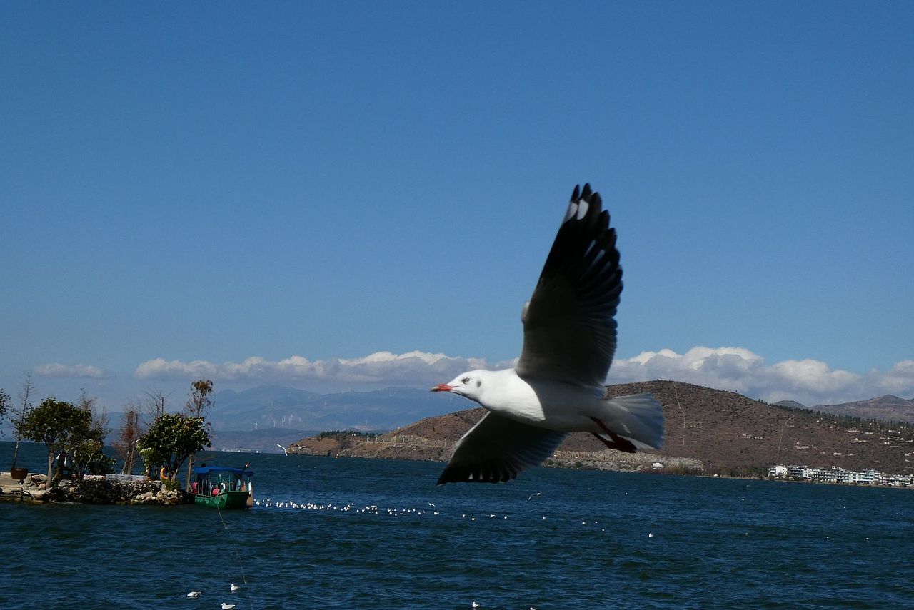 洱海上的海鸥们