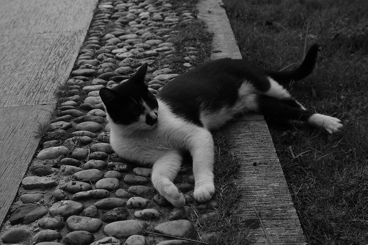 摄影 | 猫在西湖沉思