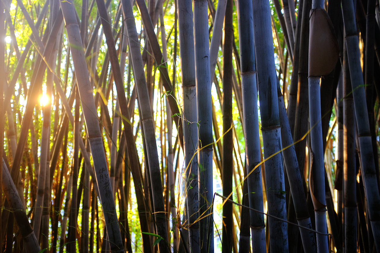 翠竹公园（图ZMTg3OTE1Mzc2） - 人文/纪实摄影 - 站酷设计师风流阿k原创素材 - 站酷ZCOOL