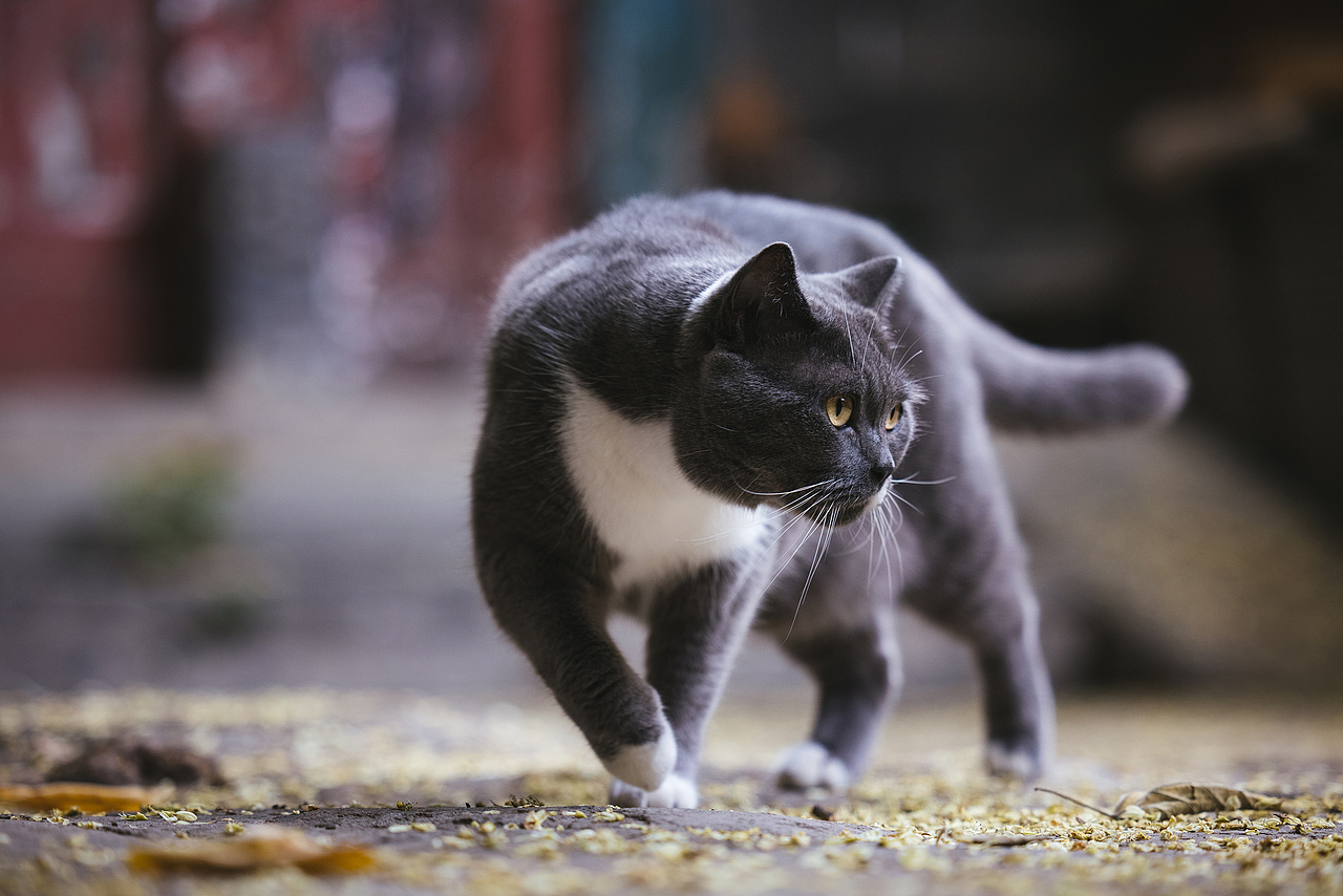 使用佳能EOS R5解锁更多猫咪姿势(图ZMjIyNDgxNjcy) - 宠物摄影 - 站酷设计师克查原创素材 - 站酷ZCOOL