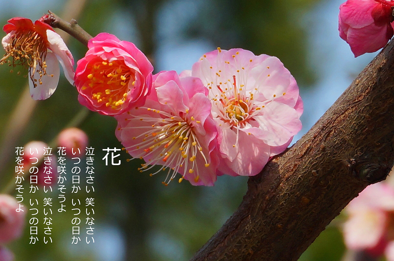 摄影集 - 满园春景（图ZMTQ1NzQ2ODg=） - 产品摄影 - 站酷设计师kokia1983原创素材 - 站酷ZCOOL