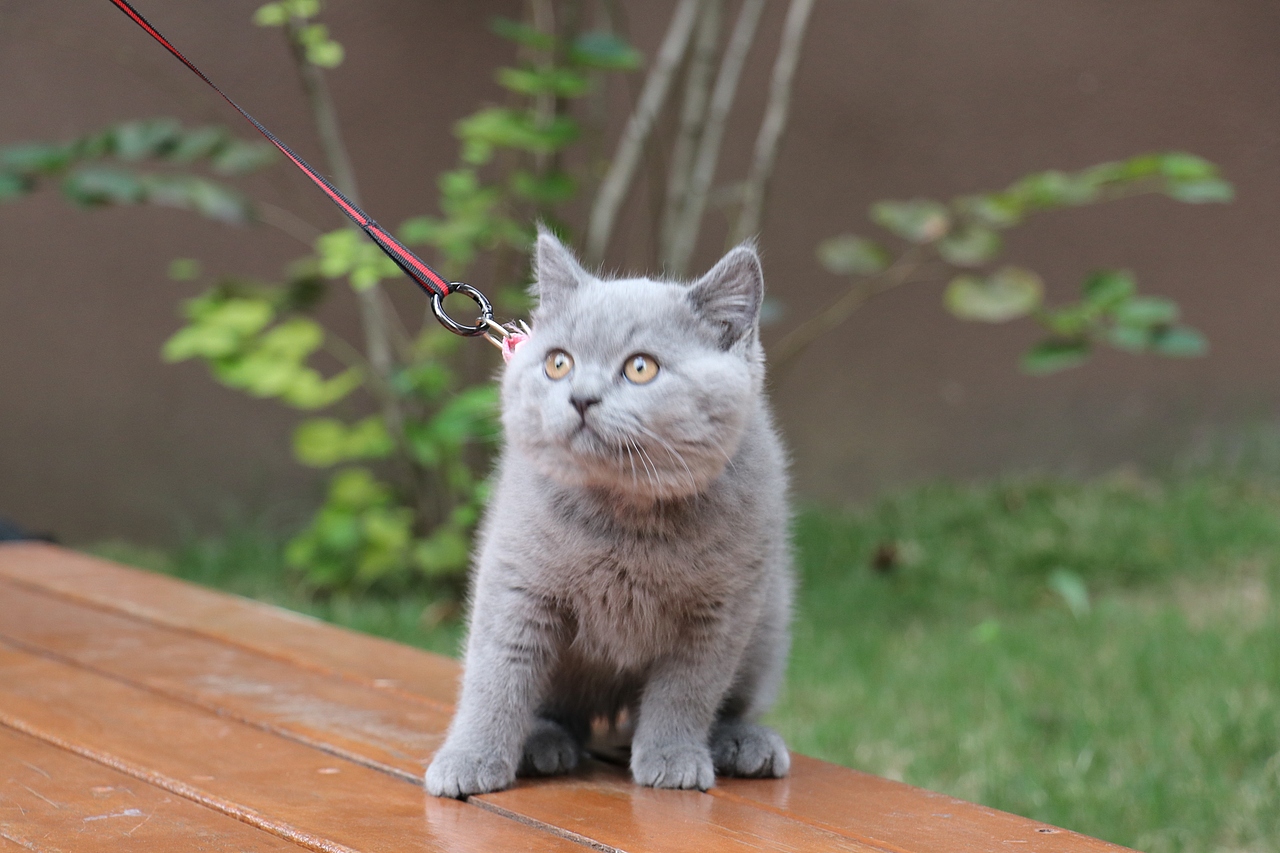 184英短纯蓝公浅红色脖圈蓝猫高清照片原创猫片