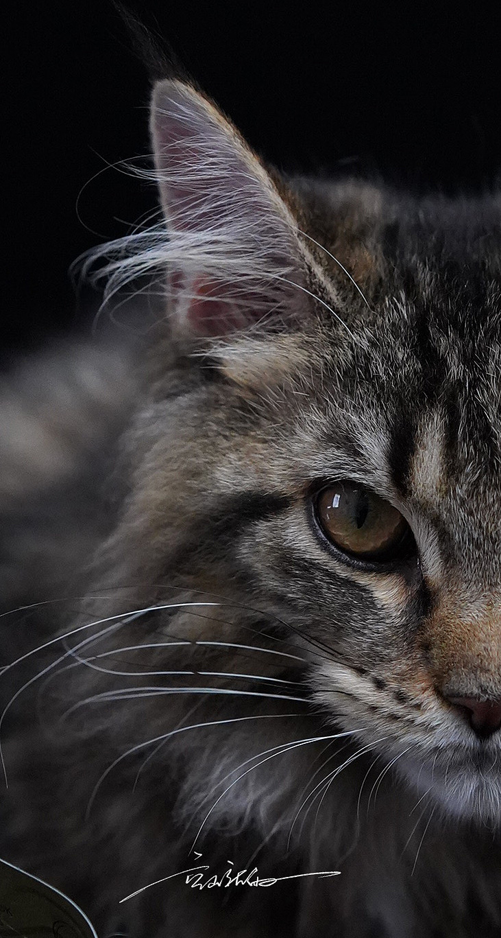 缅因库恩猫（图ZMjUyNzg1NTM2） - 宠物摄影 - 站酷设计师YBYDDD原创素材 - 站酷ZCOOL