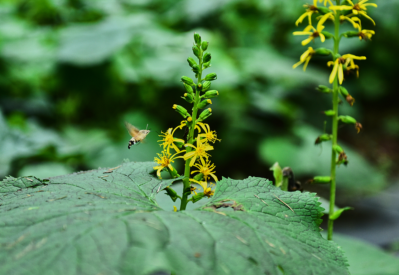 有山有水有靚照（圖ZMTI4NTkxODQ0） - 產(chǎn)品攝影 - 站酷設(shè)計師攝影師JUSI阿樂原創(chuàng)素材 - 站酷ZCOOL