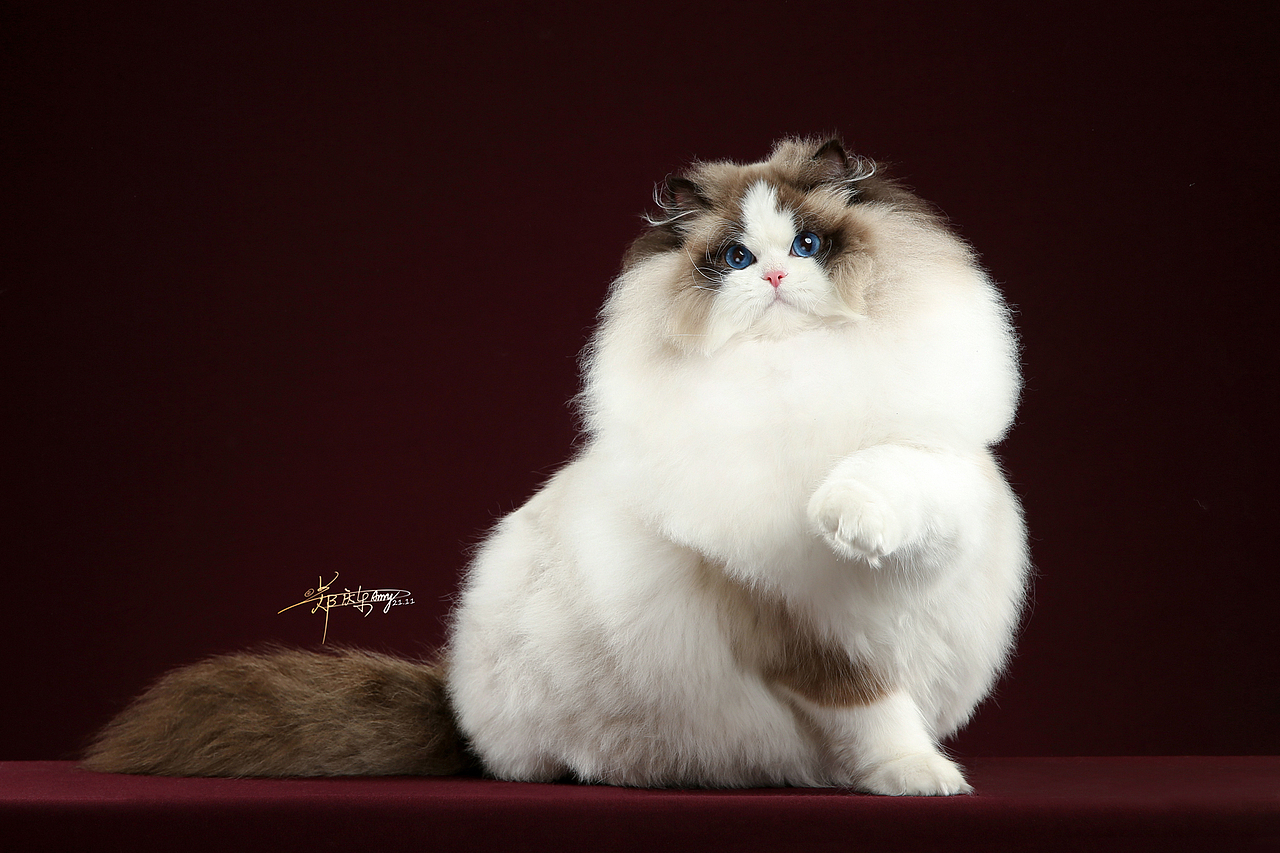 布偶猫-AMYWORKS探须视觉