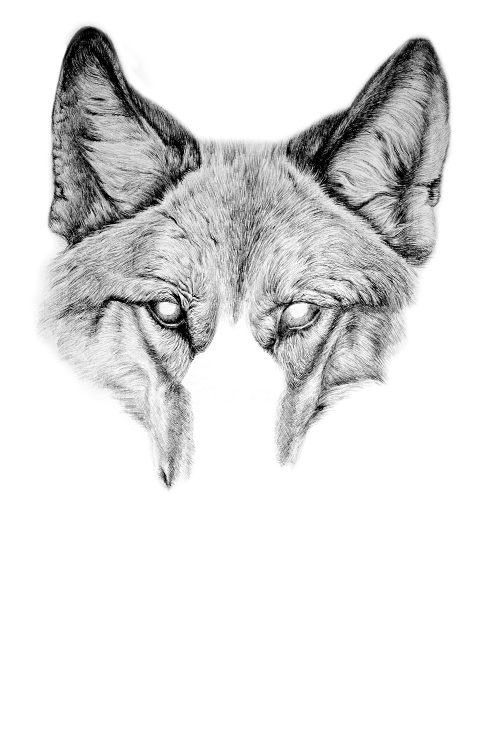 oy钢笔画:狼|插画|创作习作|欧阳鹏杰_oy - 原创作品 - 站酷 (zcool)