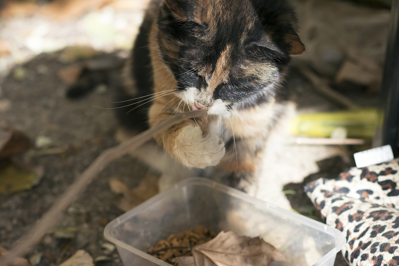 学院里的共享猫咪