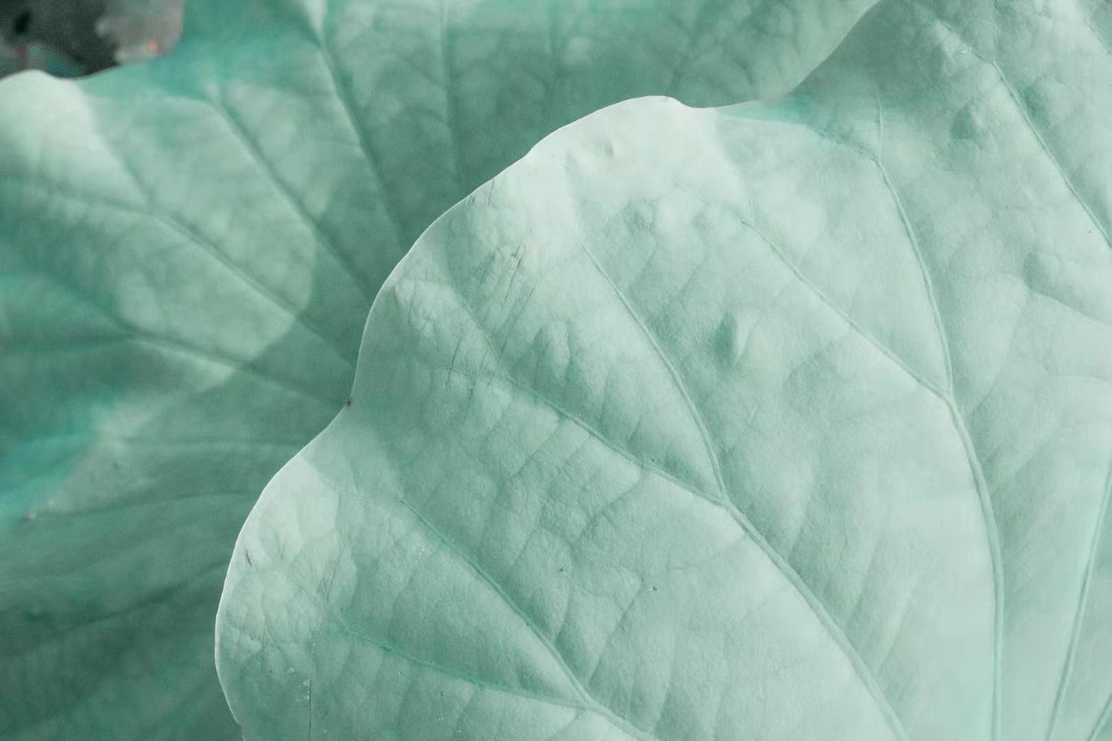 树据库的个人主页（封面预览） - 主页封面设置 - 站酷设计师树据库原创素材 - 站酷ZCOOL