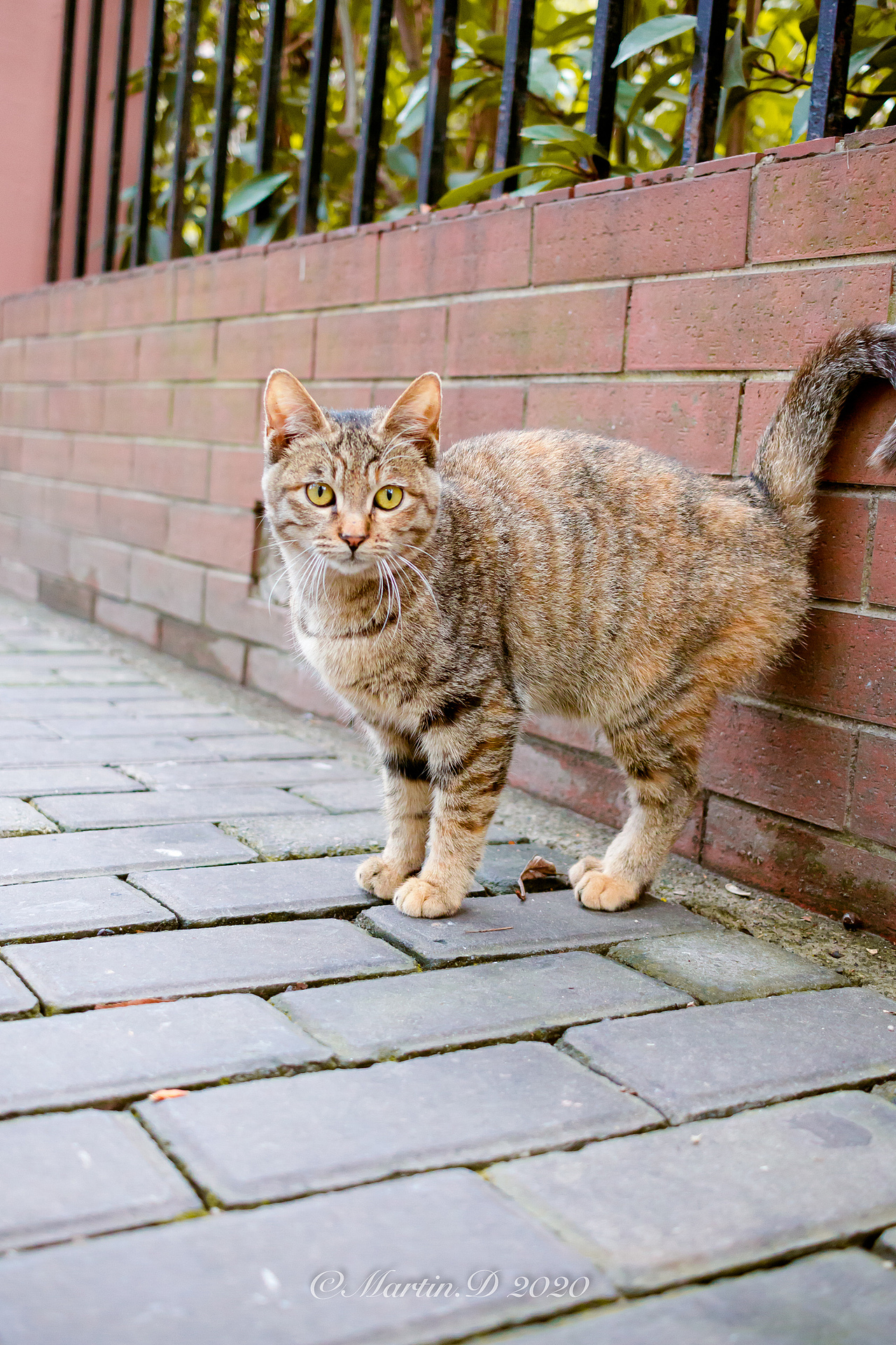 2020年第一只狸猫