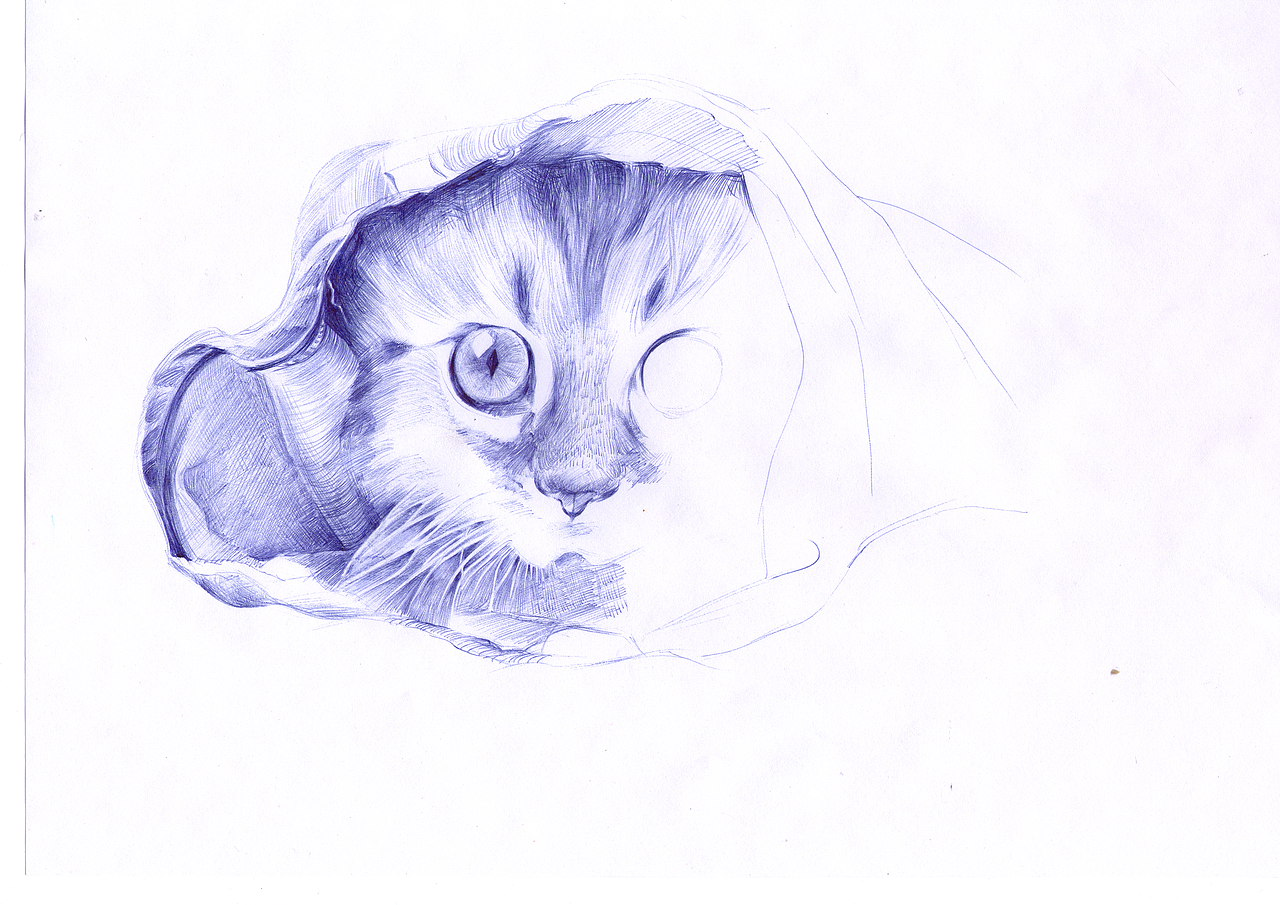 猫咪-圆珠笔画（图ZMTI3MTcwNTY=） - 绘画 - 站酷设计师南海之外原创素材 - 站酷ZCOOL