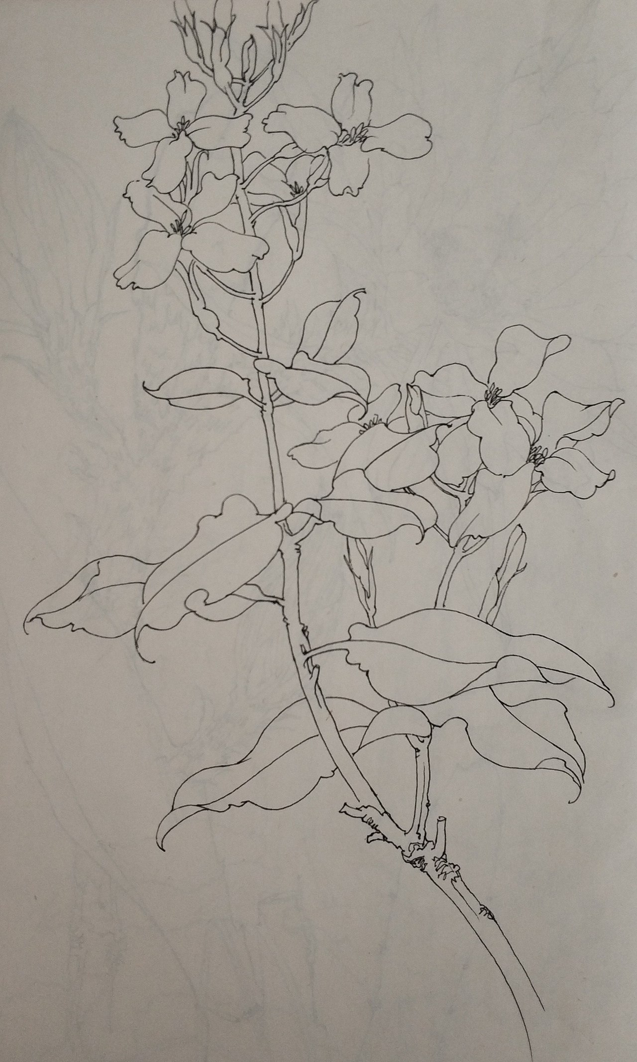 花鸟(写生)手绘小稿