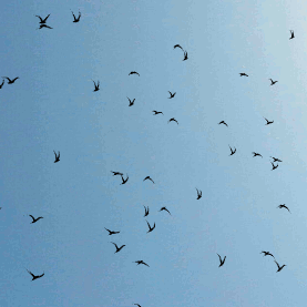 格里芬_的个人主页（背景预览） - 主页背景设置 - 站酷设计师格里芬_原创素材 - 站酷ZCOOL