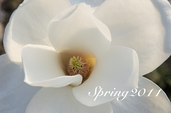 四月芳菲——玉兰（图ZMjcyNDQ4MA==） - 风光摄影 - 站酷设计师慢熟的兔子原创素材 - 站酷ZCOOL