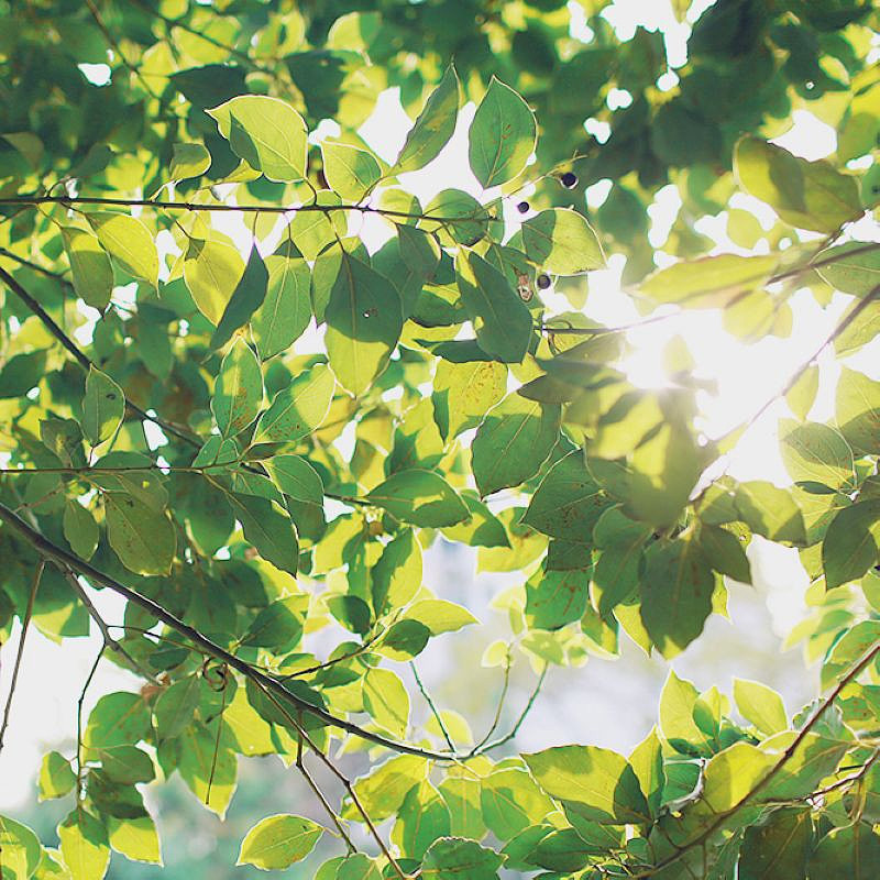 种桃种李种春风