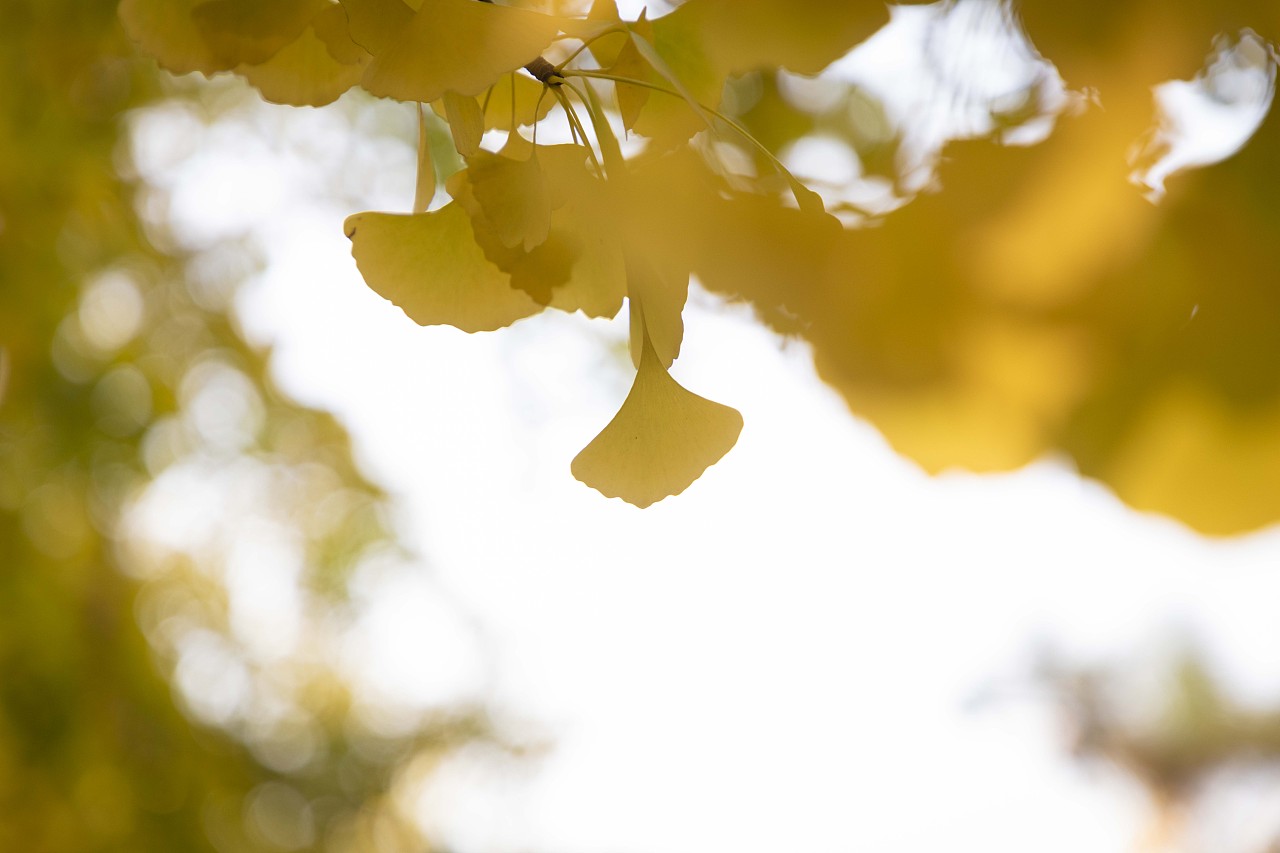 秋银杏叶