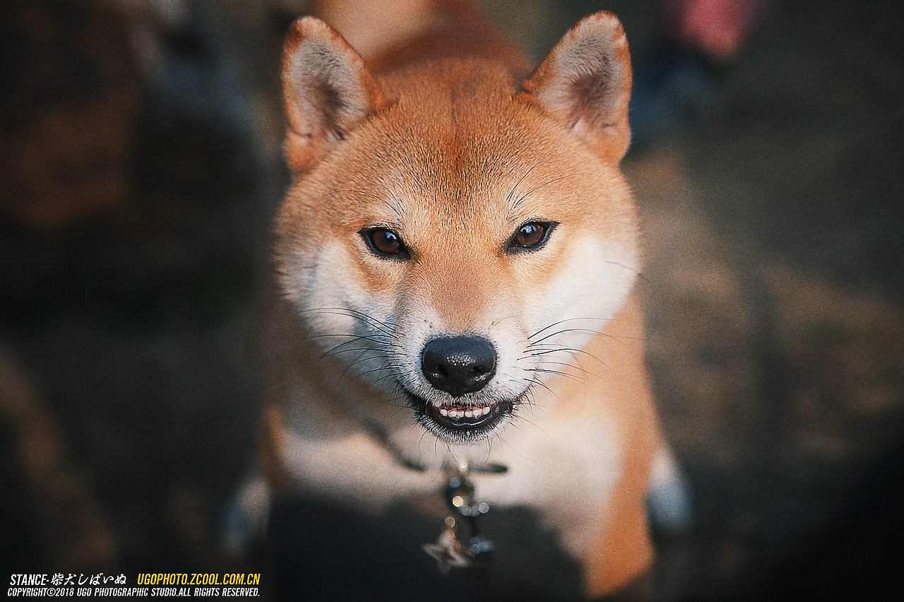 柴犬しばいぬ专辑【动物摄影师何某某个人作品21】