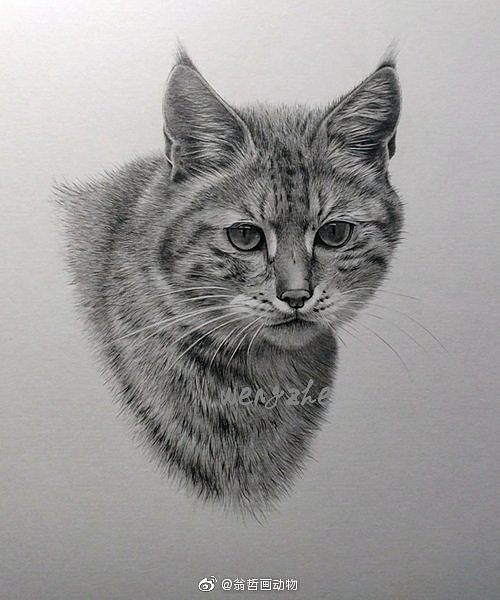 中国三种野生猫科动物（图ZMTU3NTQ0Mzg4） - 绘画 - 站酷设计师翁哲画动物原创素材 - 站酷ZCOOL