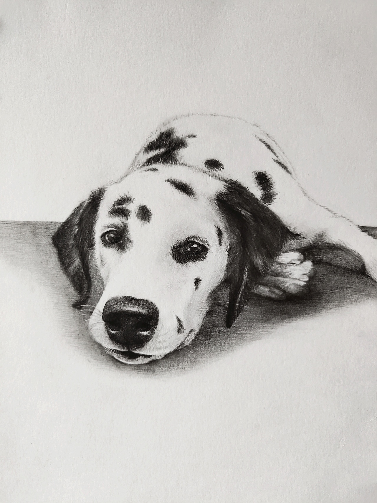 手绘狗狗 斑点狗巧克力（图ZMTk0MjQ1NTEy） - 绘本 - 站酷设计师我是一只斑点原创素材 - 站酷ZCOOL